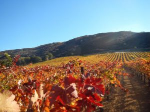 Cache Creek Vineyards and Winery
