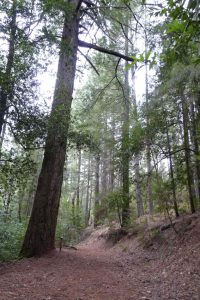 300 year old tree in boggs