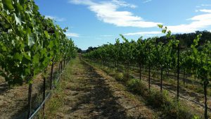Fults Family Winery grape row