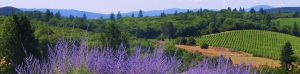 Laujor Estate Winery vineyards