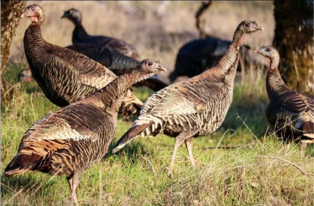 See Wild Turkeys in Lake County, CA