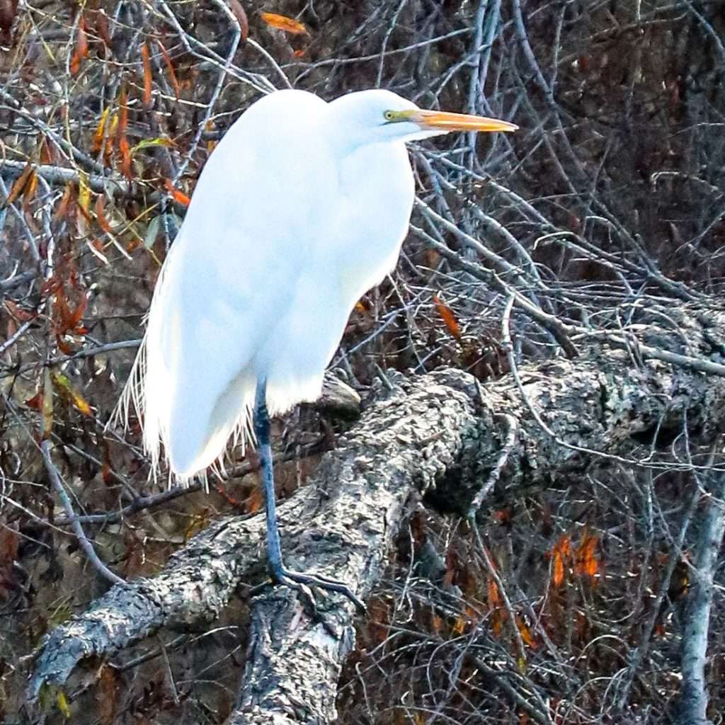 egret on branch
