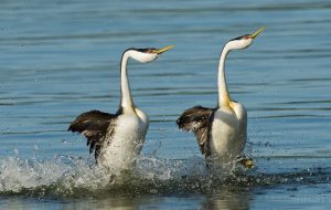 birds on water