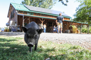 Pig on farm in front of a barn