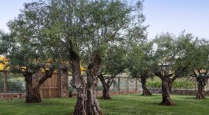 Olive trees at Boatique Winery