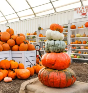 Pumpkin varietals at THAT Ranch