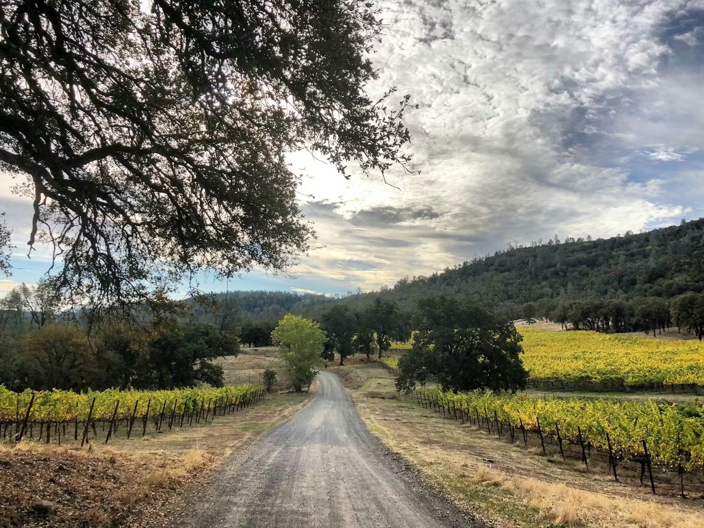 Road at Six Sigma Ranch