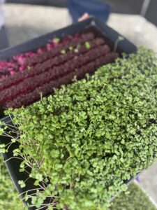 Micro Greens on table