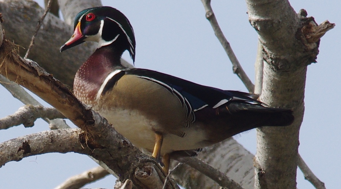 Slater Wood Duck